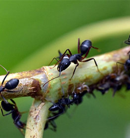 Control of Social Insects 